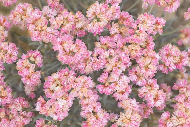 Pink Buckwheat