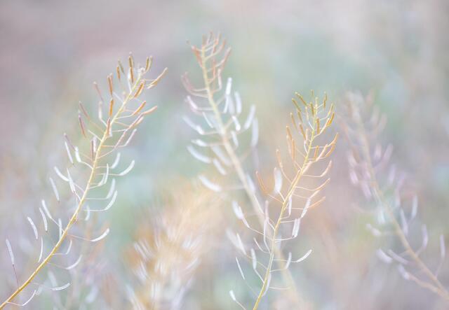 Gone to Seed