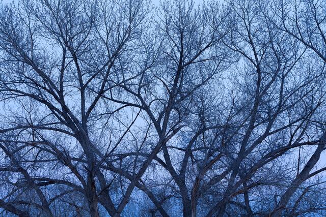 Winter's Limbs