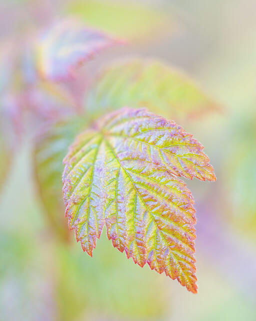 Wild Raspberry in Autumn