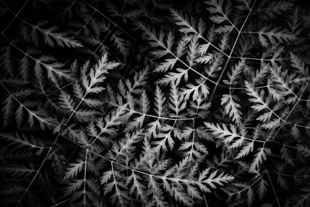 Delicate Summer Leaves 