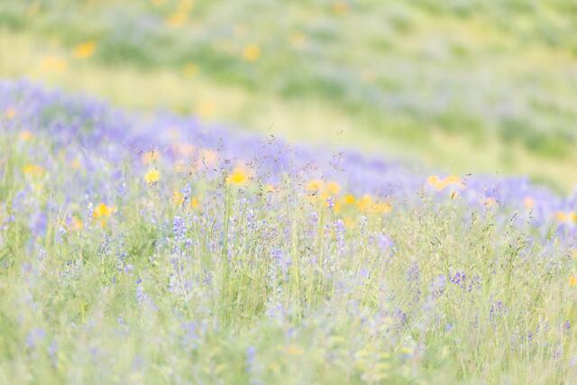 Soft Grasses