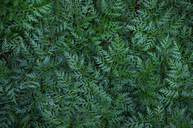 Osha Leaves in Summer