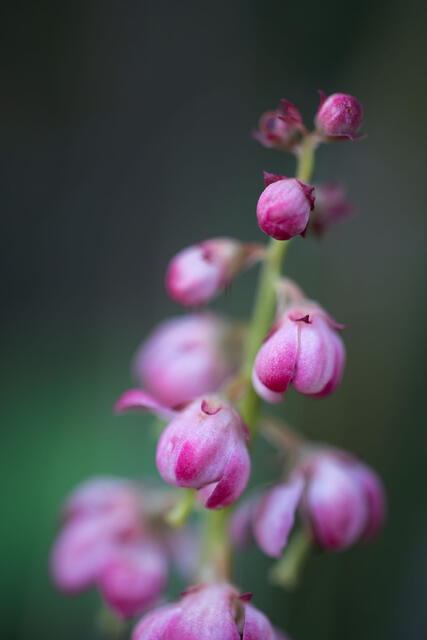 Hidden Jewels