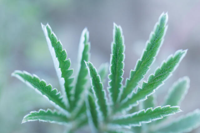 Fuzzy Cinquefoil