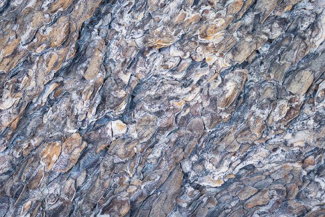 Flaky Bark