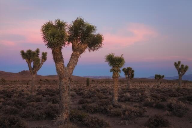 Gathering of Trees