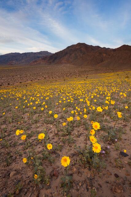 Superbloom