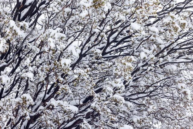 Snow Lines