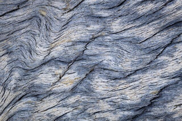 Wavy Bark