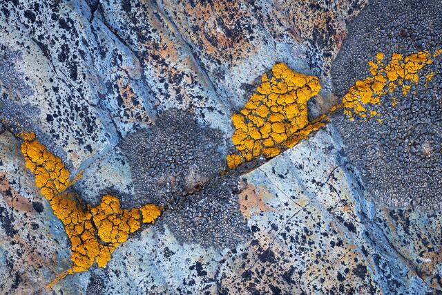 Yellow Lichen, Grey Lichen
