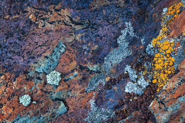 Colorful Lichen, Colorful Rocks