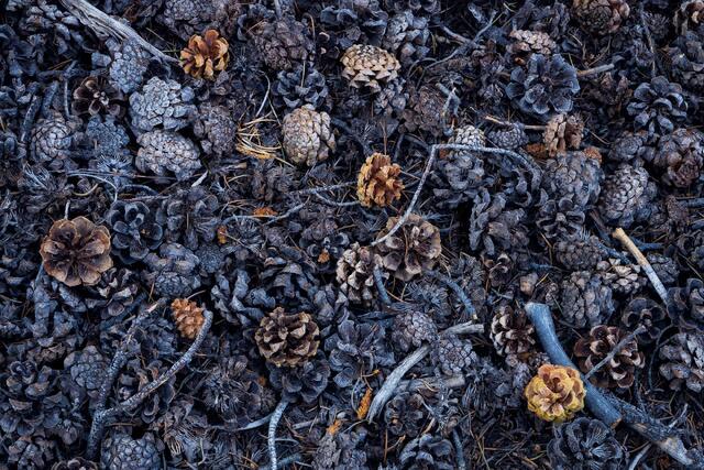 Pine Cone Medley