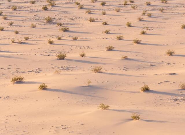 Creosote Shadows