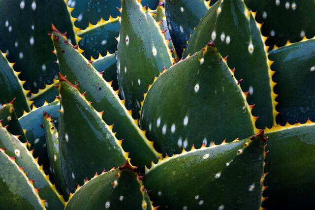 Deep Green, White Spots