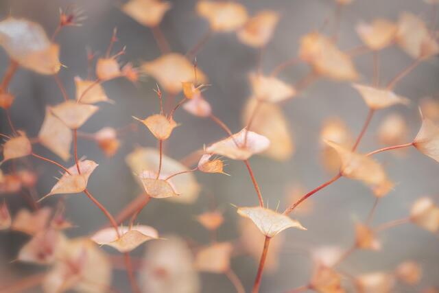 Leaf Cups