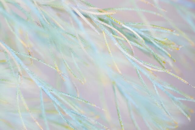 Pretty Thin Leaves