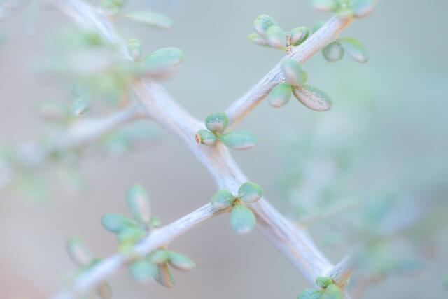 Tiny Leaves