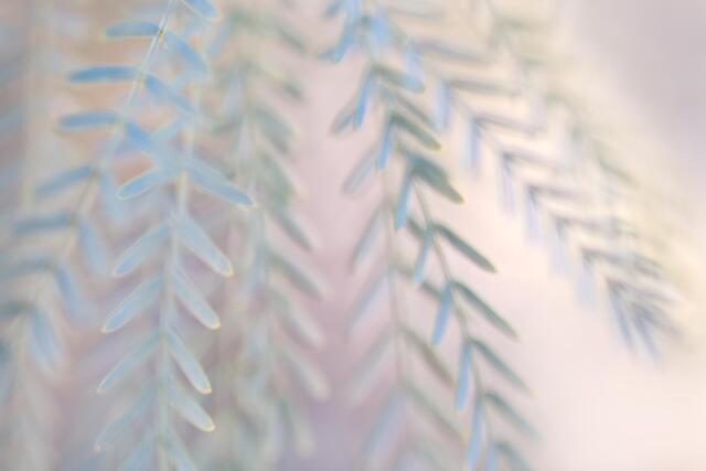 Mesquite Leaves