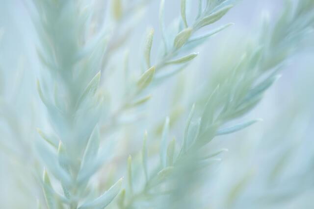 Arrowweed