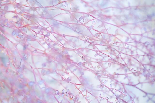 Branches and Tiny Leaves