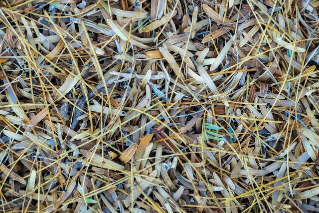 Little Leaf Litter