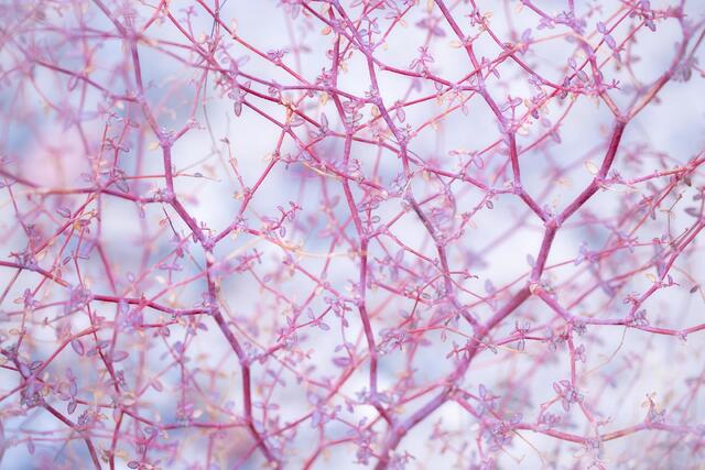 Branches