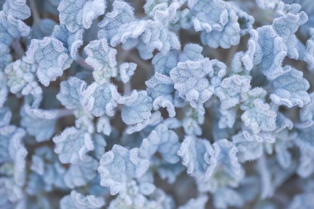 Fuzzy Leaves