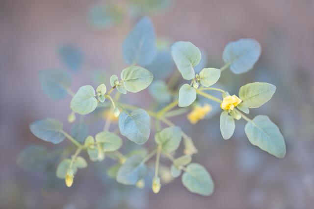 Groundcherry