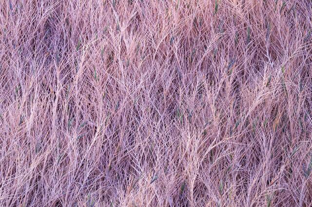 Salt Grass
