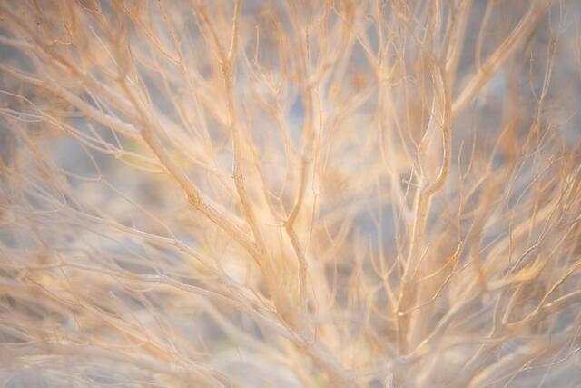 Dormant Phase