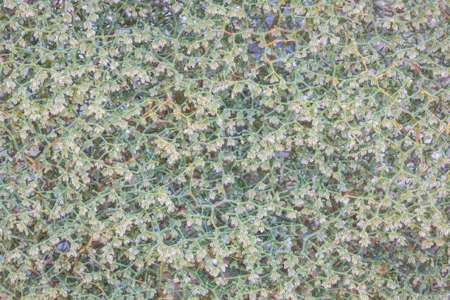 Blooming Buckwheat
