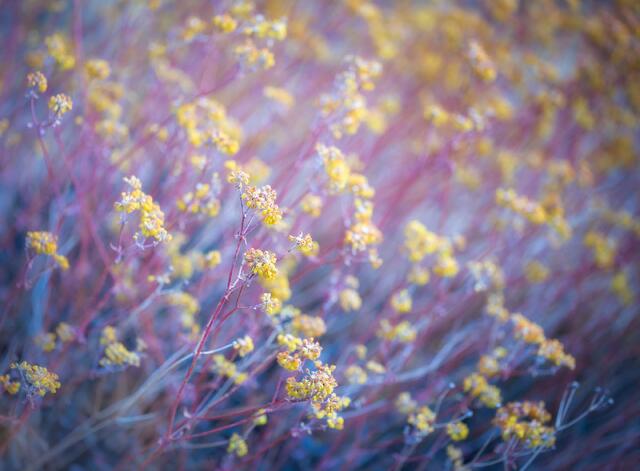 Buckwheat Blooms