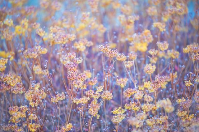 Blooming Buckwheat