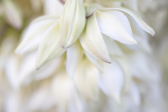 Mojave Yucca