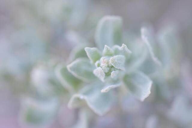 Saltbush