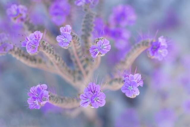 Phacelia Blooms