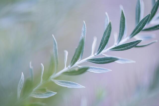 Arrowweed