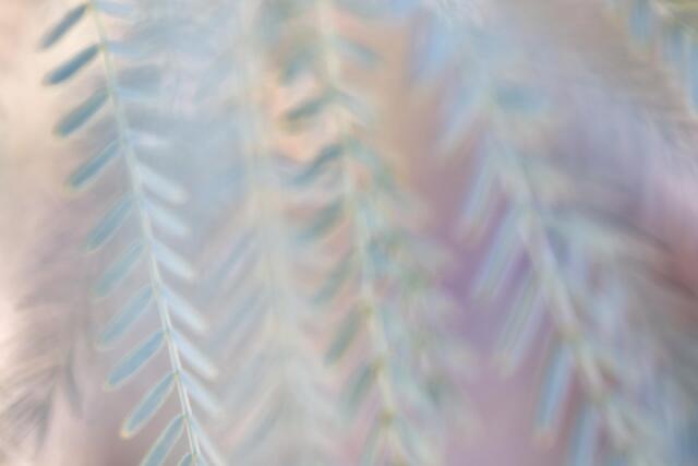Pastel Mesquite