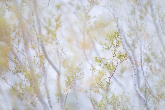 Creosote