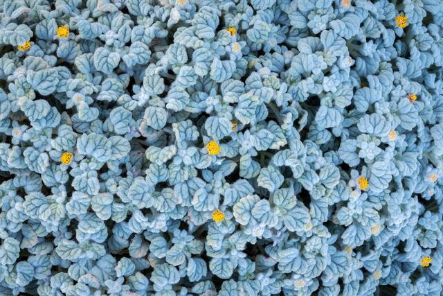 Blooming Turtleback