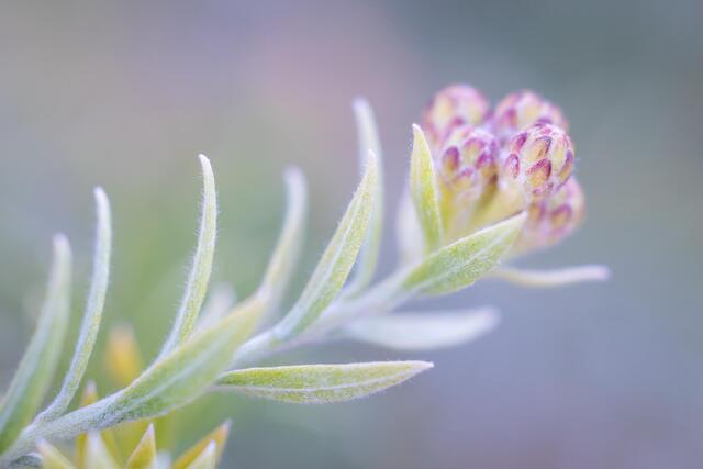 Arrowweed Bloom
