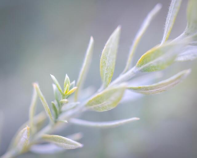 Fresh Growth