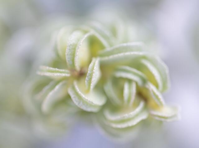Desert Holly