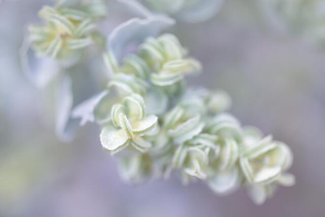 Desert Holly Discs