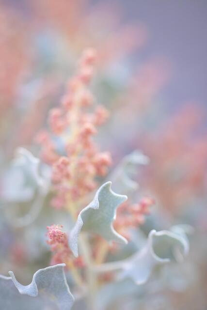 Desert Holly in Bloom