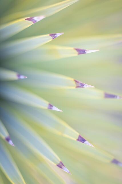 Joshua Tree Spikes