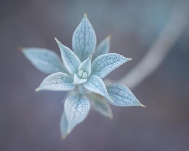 Death Valley Sage
