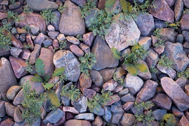 Seedlings