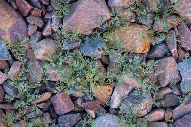 Early Spring